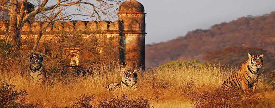 Ranthambore National Park